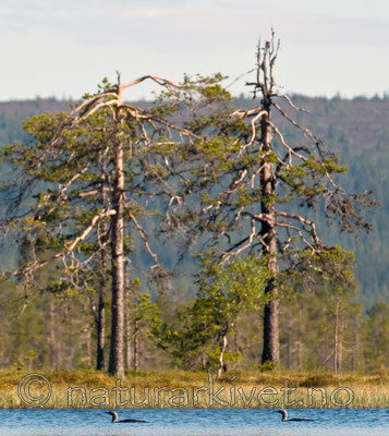 BB 09 0301 / Gavia stellata / Smålom